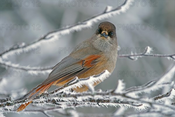 Siberian Jay (Perisoreus infaustus)