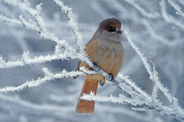 Siberian Jay (Perisoreus infaustus)