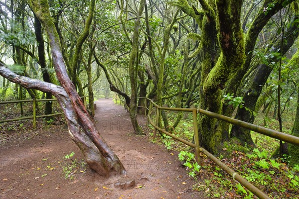 Forest path in the laurel forest