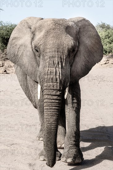 Namibian desert elephant (Loxodonta africana)