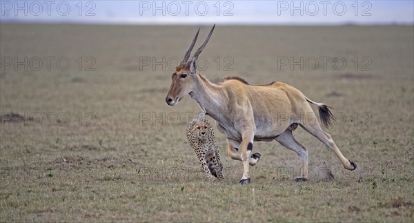 Cheetah (Acinonyx jubatus) hunts an adult eland