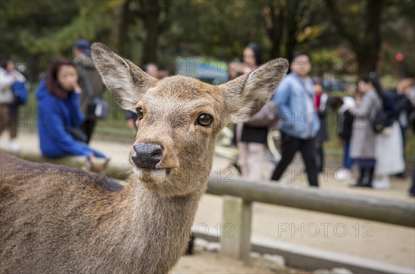 Sika deer (Cervus nippon)