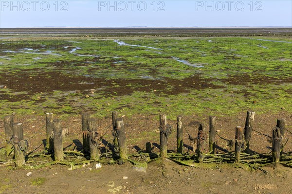 Wadden Sea at low tide on Amrum Island