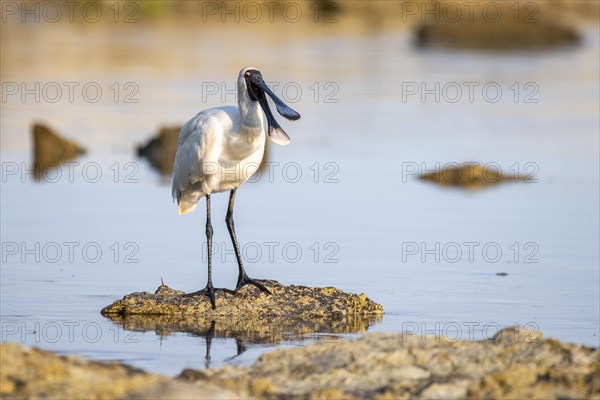 Royal Spoonbill (Platalea regia)