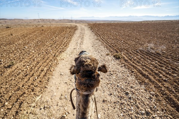 Riding a dromedary (Camelus dromedarius) on Agafay desert