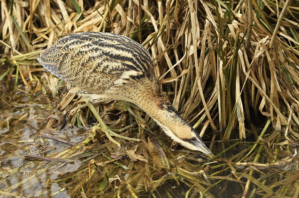 Eurasian bittern (Botaurus stellaris)