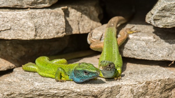 European green lizards (Lacerta viridis)