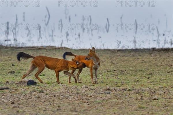 Dholes (Cuon alpinus)