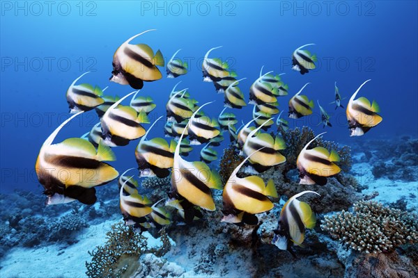 Swarm Red Sea bannerfish (Heniochus intermedius)