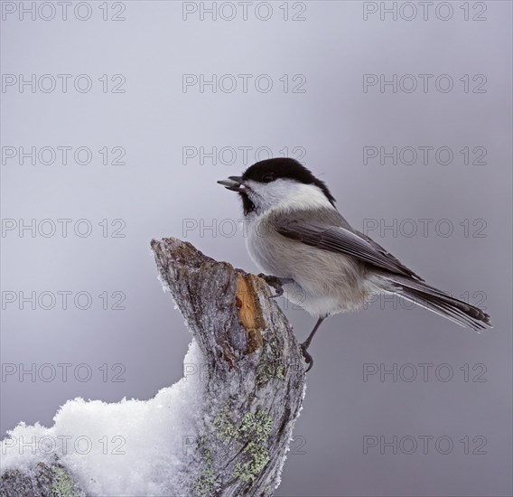 Willow tit (Parus montanus)