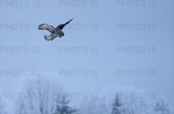 Great grey owl (Strix nebulosa)