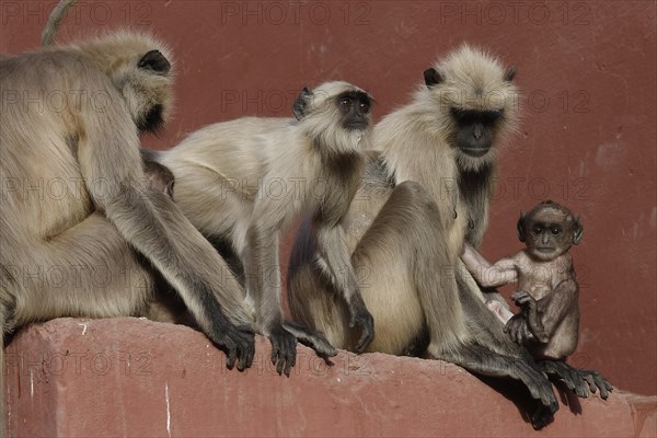 Northern plains gray langurs (Semnopithecus entellus)