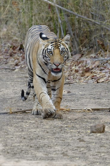 Bengal tiger (Panthera tigris tigris)