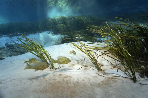 pumpkinseed sunfish (Lepomis gibbosus)