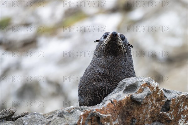 New Zealand fur seal (Arctocephalus forsteri) on rocks