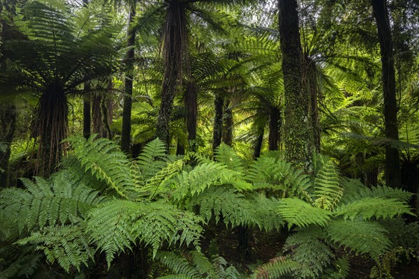 Ferns and subtropical rainforest