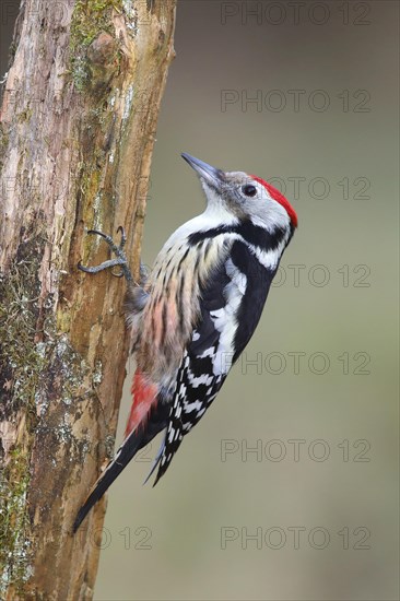 Middle spotted woodpecker (Dendrocopus medius) sitting on deadwood