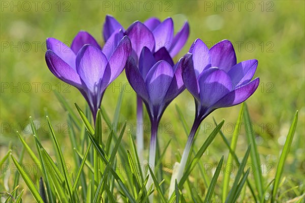 Crocuses (Crocus sp.)