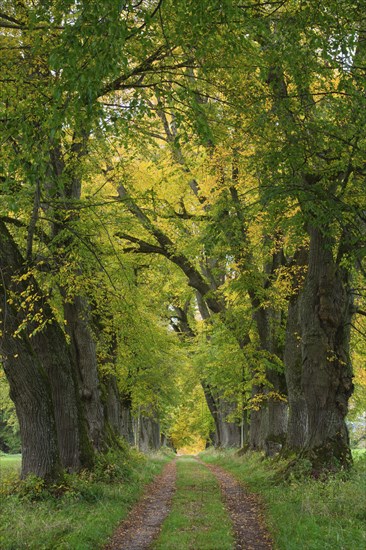 Kurfuerstenallee