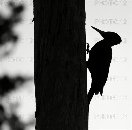 Black woodpecker (Dryocopus martius) on tree trunk