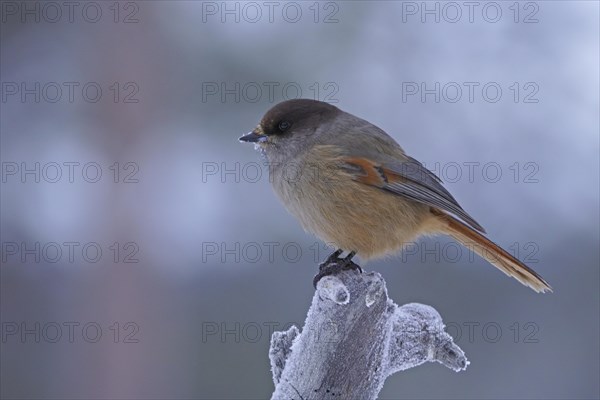 Siberian Jay (Perisoreus infaustus)