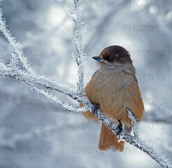 Siberian Jay (Perisoreus infaustus)