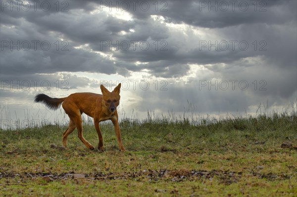 Dhole (Cuon alpinus)