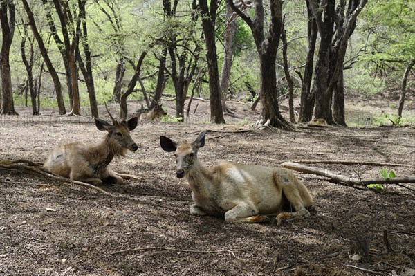 Sambar deer (Rusa unicolor)