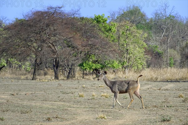 Sambar deer (Rusa unicolor)