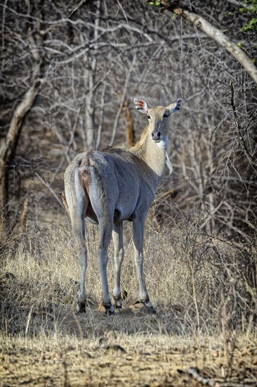 Nilgai or blue bull Antelope (Boselaphus tragocamelus)