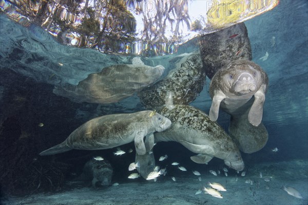 West Indian manatee (Trichechus manatus)