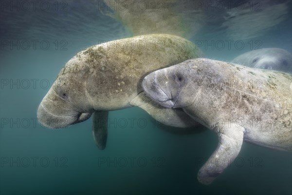 West Indian manatees (Trichechus manatus)