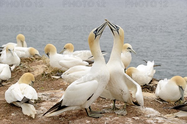 Northern gannet (Morus bassanus)