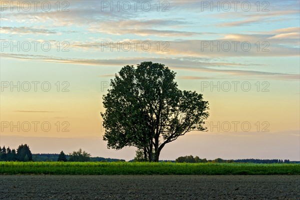 Ash (Fraxinus excelsior)