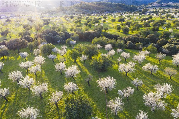 Almond blossom