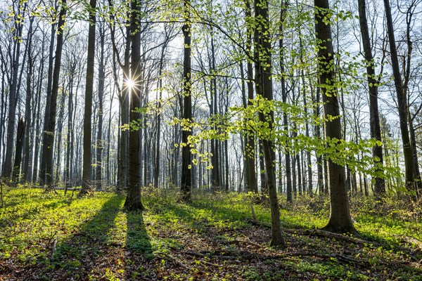 Common beeches forest (Fagus sylvatica) in spring