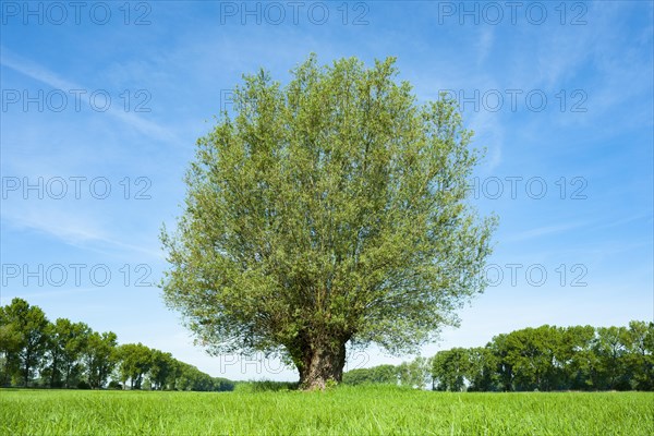 White willow (Salix alba)