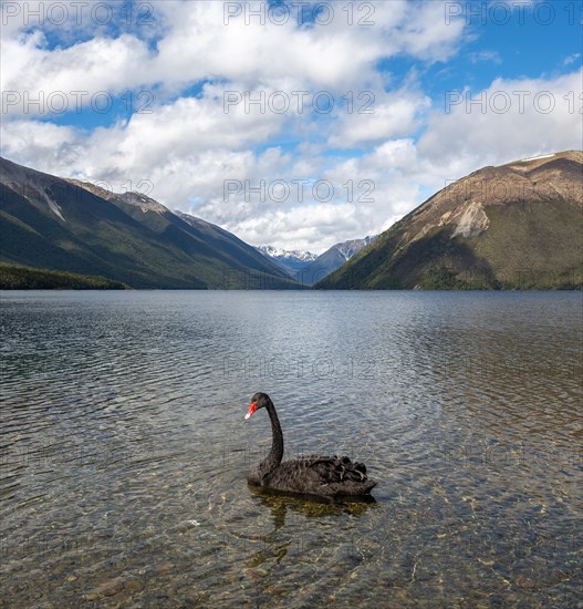 Black swan (Cygnus atratus) at Lake Rotoiti