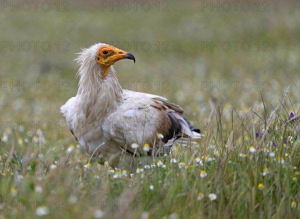 Egyptian Vulture (Neophron percnopterus) in a flower meadow