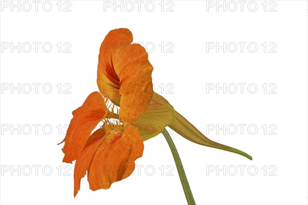 Large nasturtium (Tropaeolum)