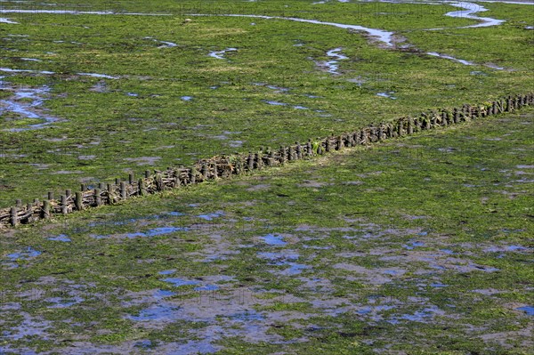 Wadden Sea at low tide on Amrum Island