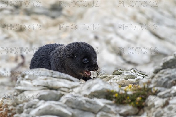 New Zealand fur seal (Arctocephalus forsteri)