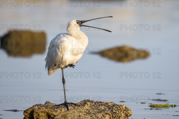 Royal Spoonbill (Platalea regia)