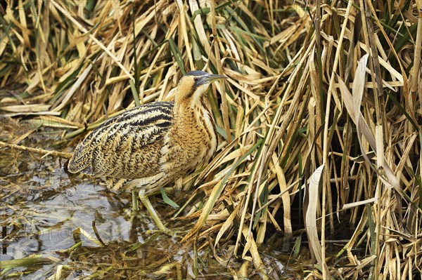 Eurasian bittern (Botaurus stellaris)