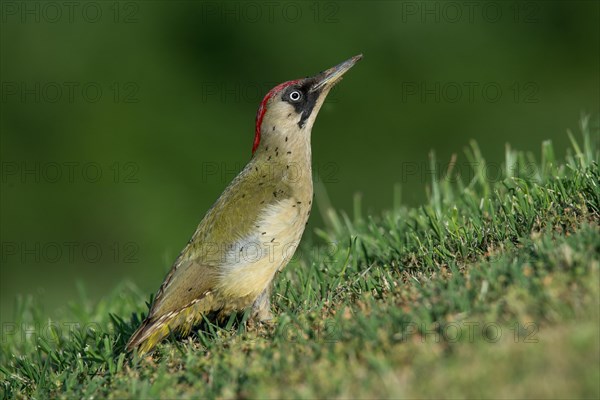 European green woodpecker (Picus viridis)