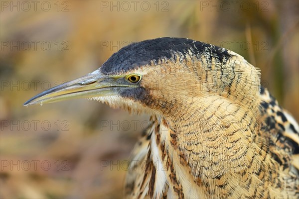 Eurasian bittern (Botaurus stellaris)