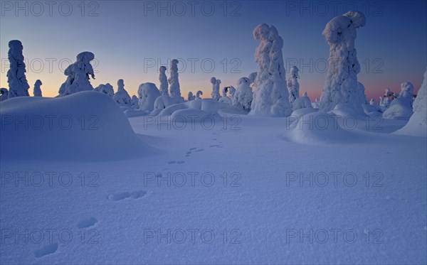 Snow landscape with footprints of the snow hare