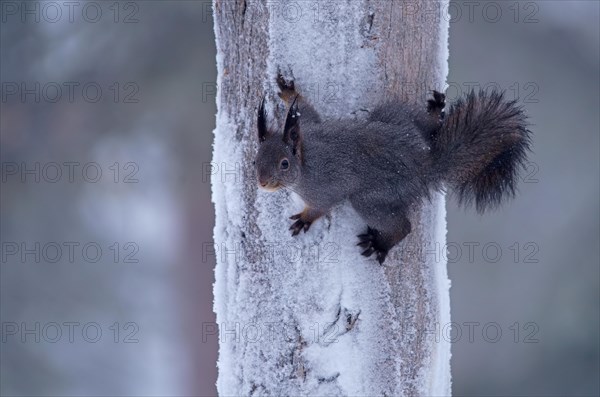 Eurasian red squirrel (Sciurus vulgaris)