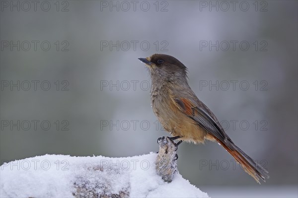 Siberian Jay (Perisoreus infaustus)