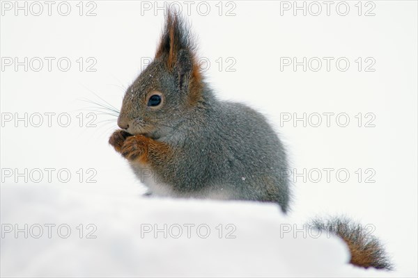 Eurasian red squirrel (Sciurus vulgaris)